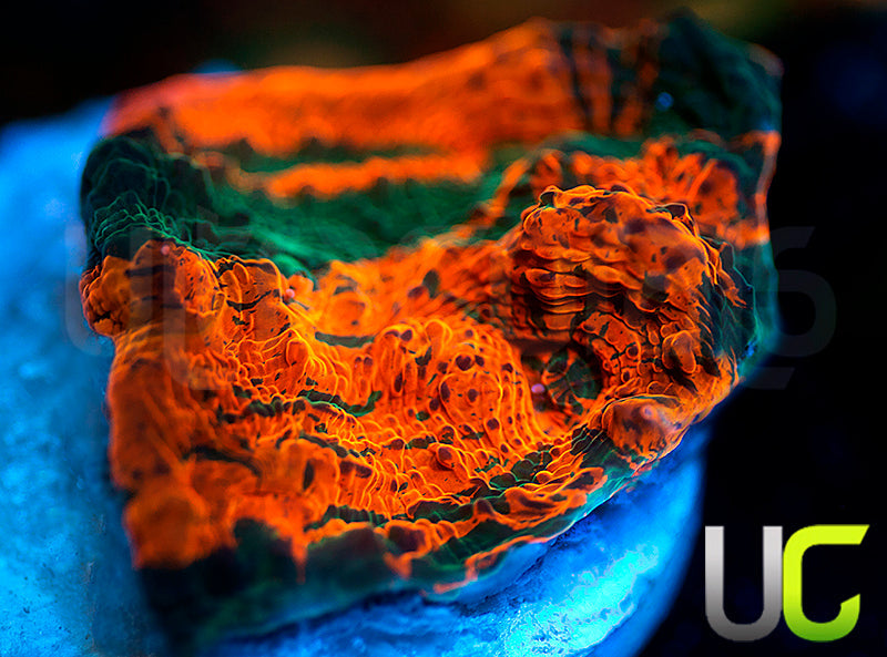 NEW RELEASE: UC Rage Room Chalice