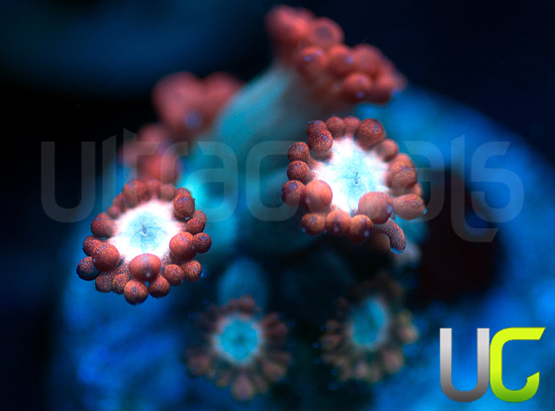 UC Cosmic Candy Goni