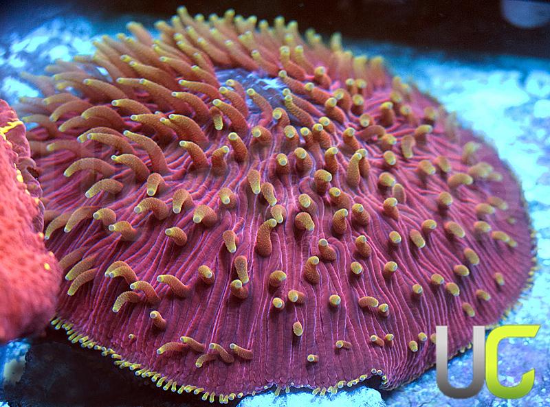 UC Dream Boat Fungia - 4"