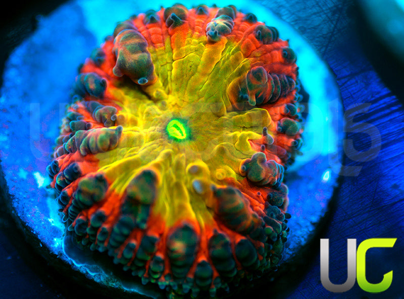 BSA TT Twister Blasto