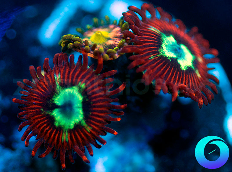 Pnstars & Pink Minefield