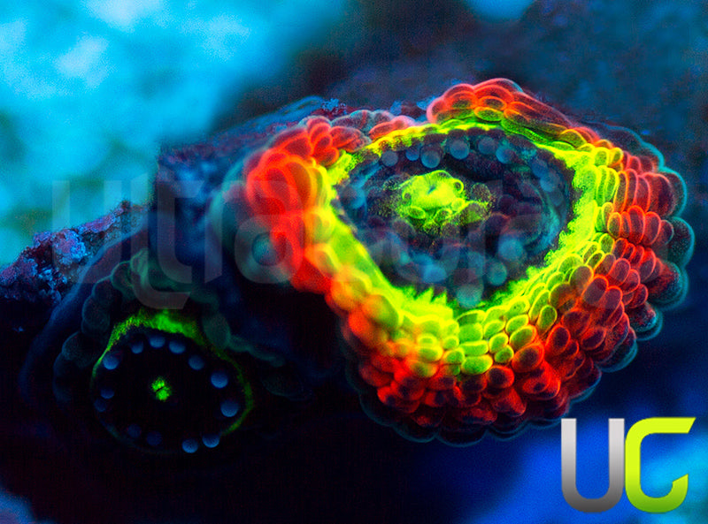 BigR Holy Grail Micro Amakusensis