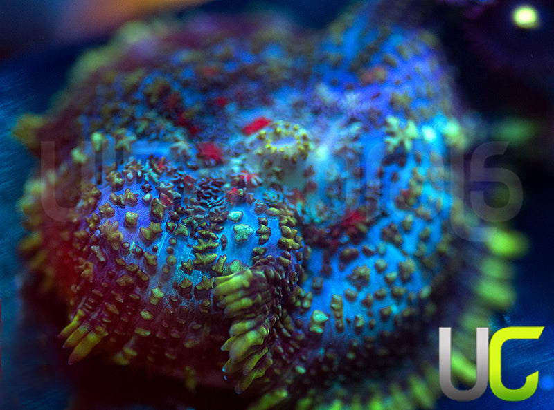 UC High Roller Mushroom