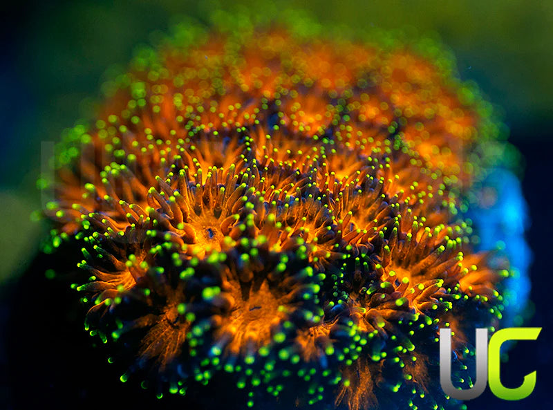 UC Lightning Tip Leptastrea