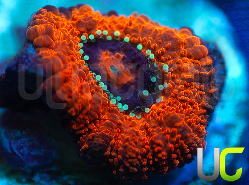 UC Mothership Micro Amakusensis