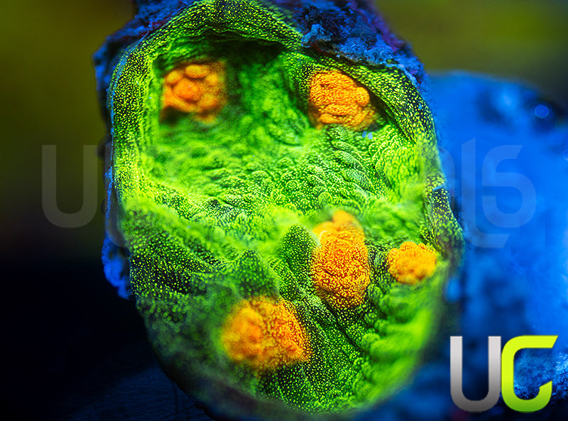 JF Raja Rampage Chalice