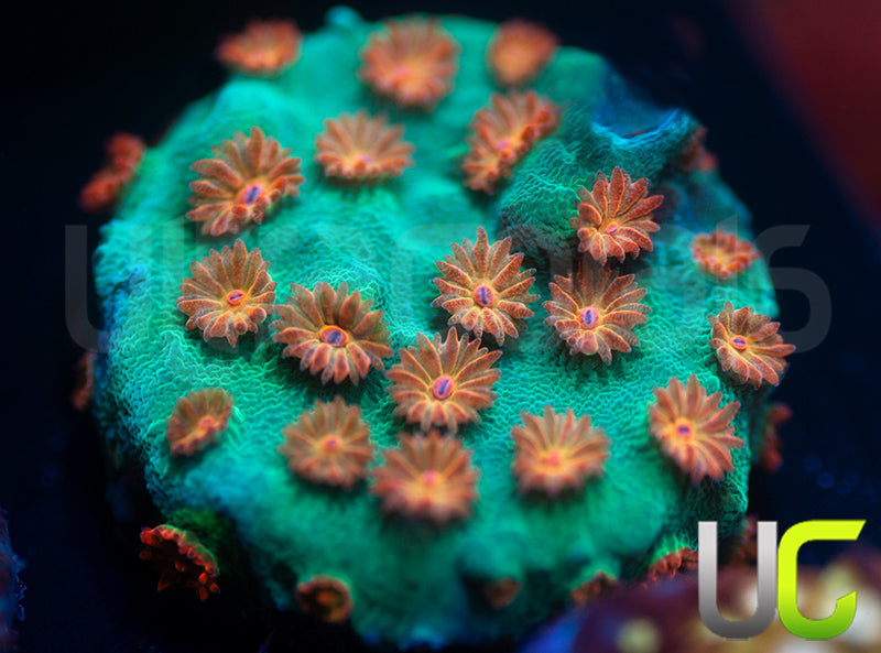 Meteor Shower Cyphastrea