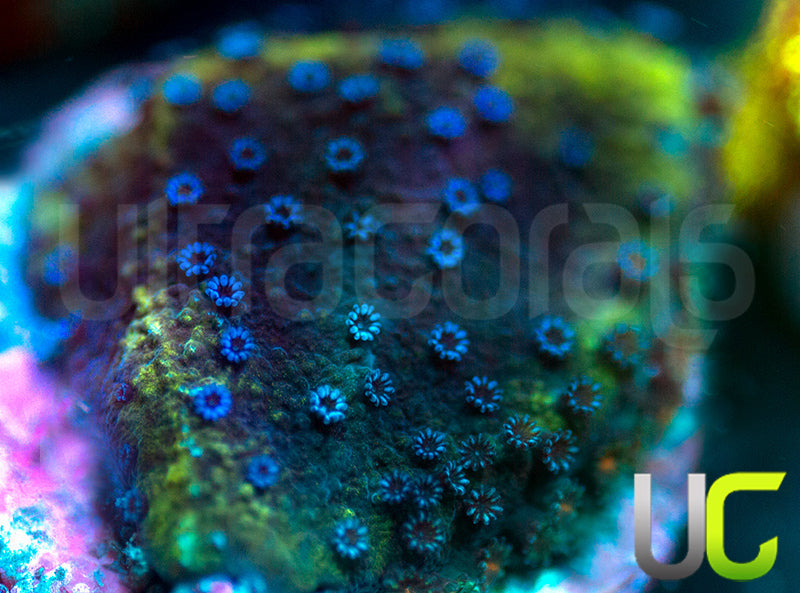 UC Blue Polka Dot Bikini Monti