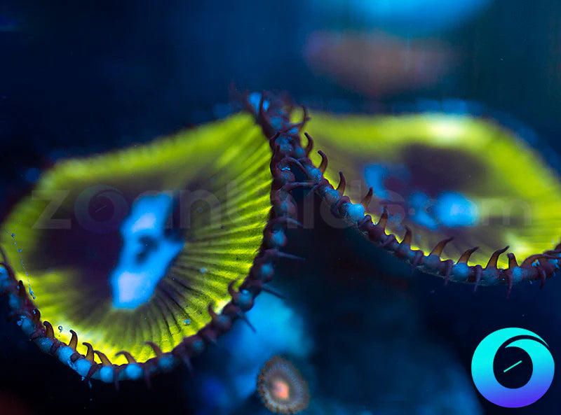 Black Hole Paly Grandis