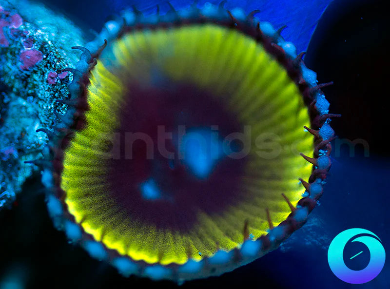 Black Hole Paly Grandis