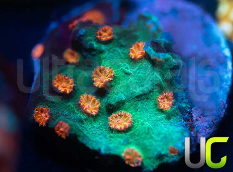 Meteor Shower Cyphastrea