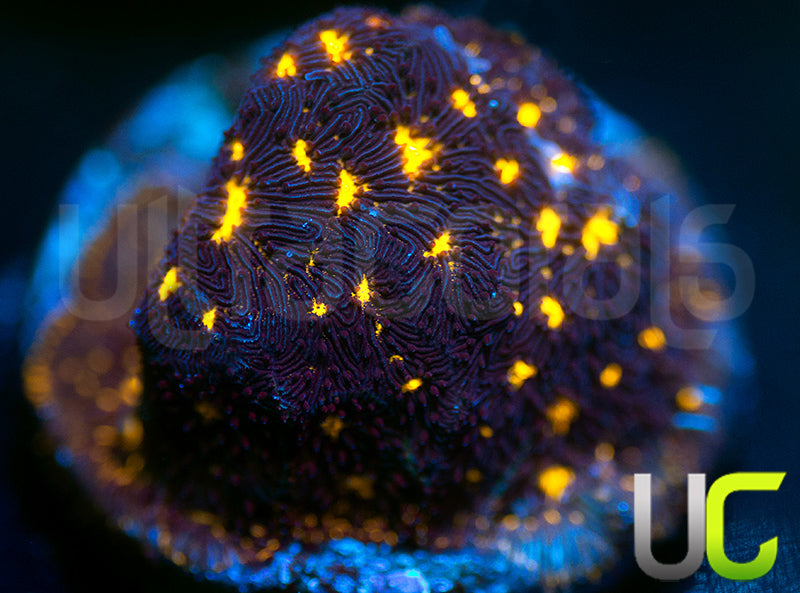 JF Outer Space Psammocora