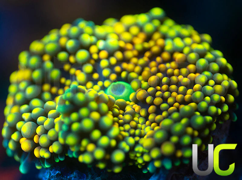 NEW RELEASE: UC Citrus Love Ricordea Fl