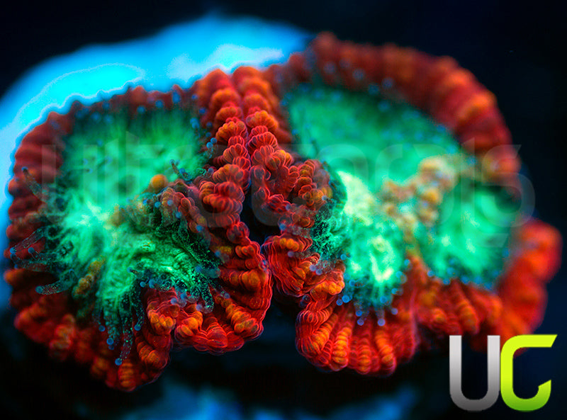 UC Mortal Kombat Dipsastrea