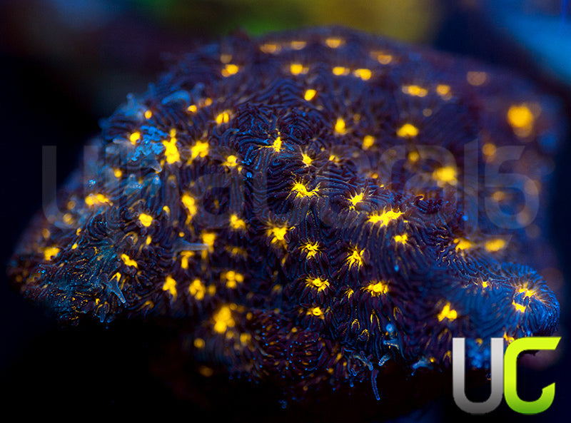 JF Outer Space Psammocora