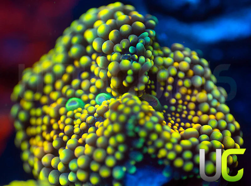 NEW RELEASE: UC Citrus Love Ricordea Fl