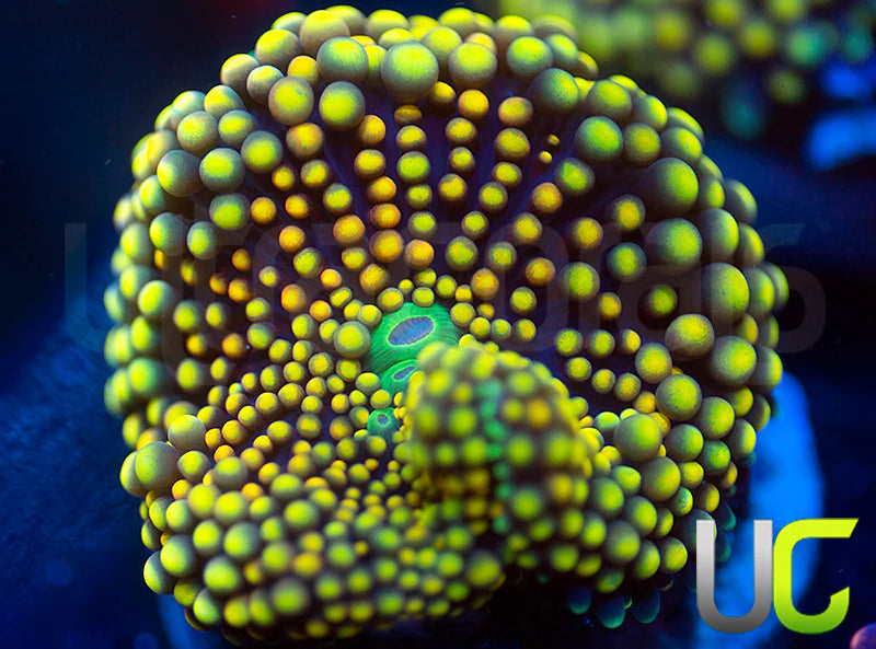 NEW RELEASE: UC Citrus Love Ricordea Fl