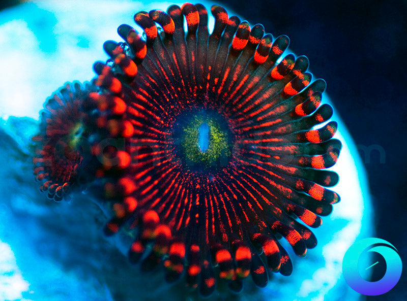 NEW RELEASE: Whiplash