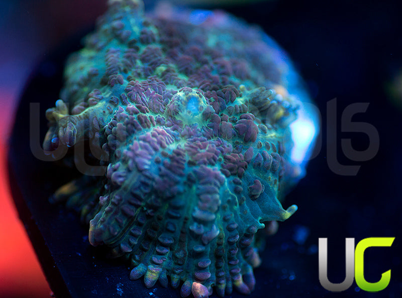 UC Purple Empress Mushroom