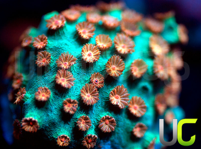 Meteor Shower Cyphastrea