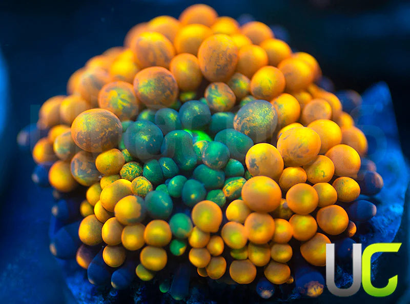 UC Agent Orange Bubble Ricordea Fl