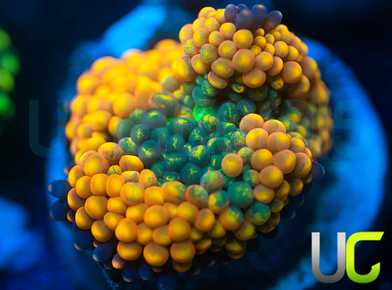 UC Agent Orange Bubble Ricordea Fl