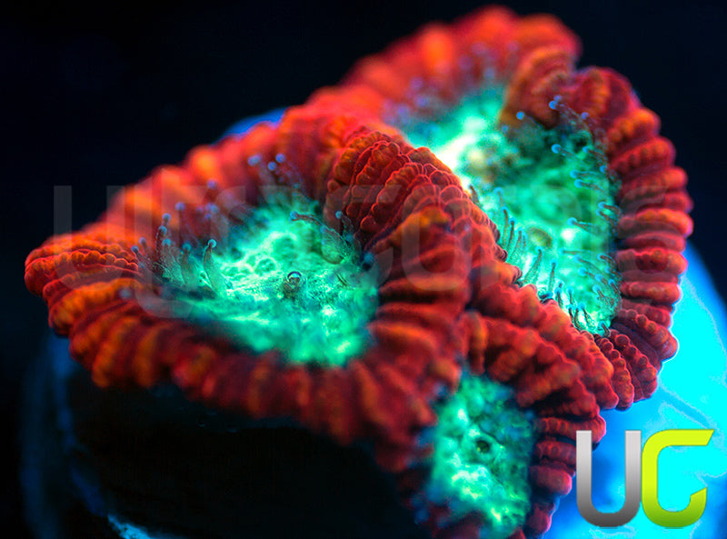 UC Mortal Kombat Dipsastrea