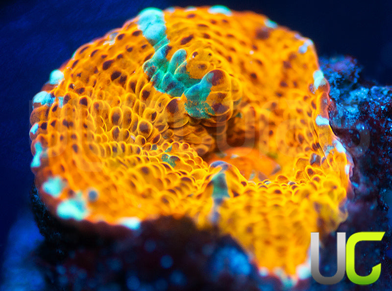 UC Pina Colada Chalice