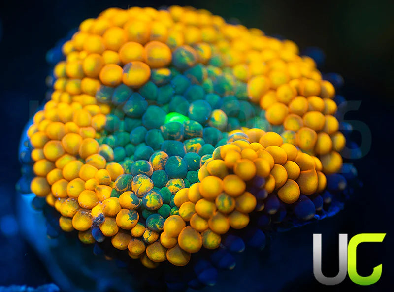 UC Agent Orange Bubble Ricordea Fl