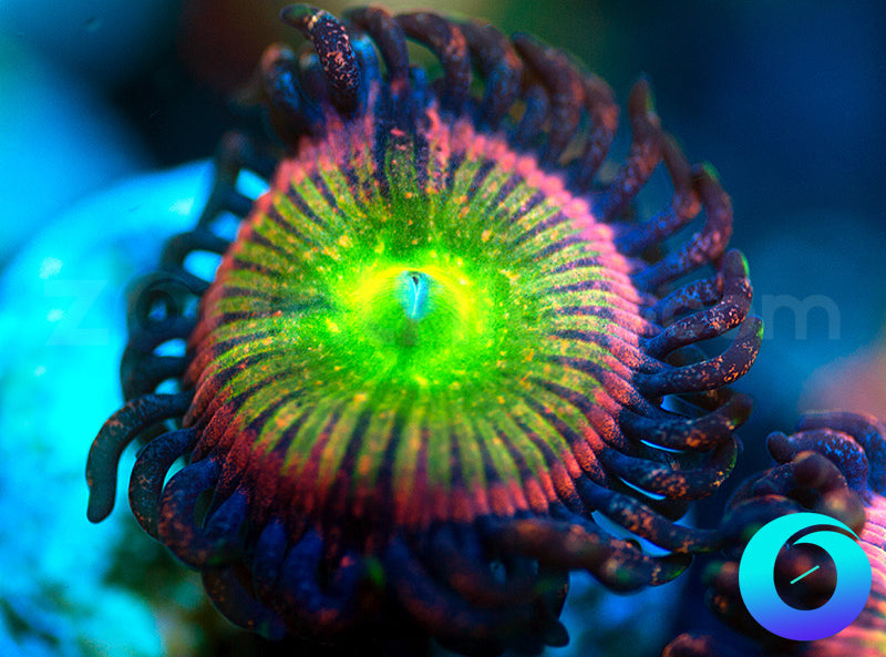 WWC Space Juice - XL Polyps