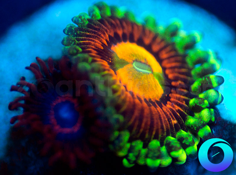 Rainbow Incinerator & Vivid Stingers