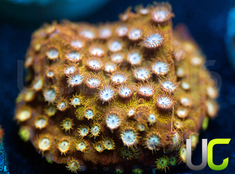 UC Yellowjacket Cyphastrea