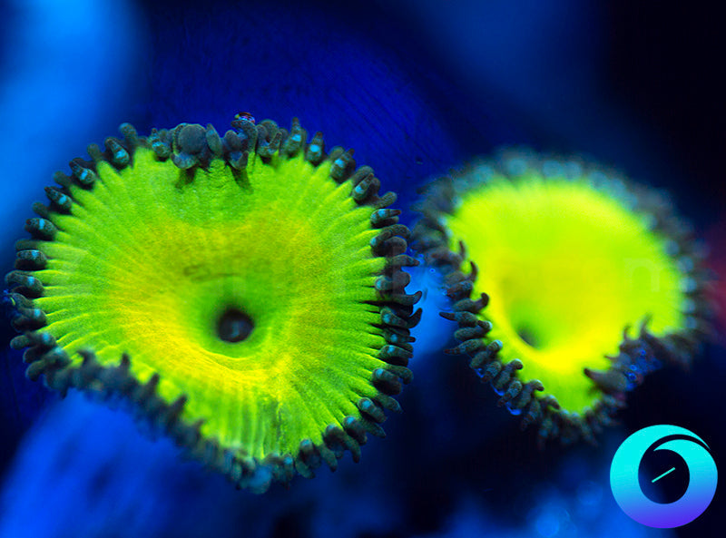 Lemon Lime Protopaly