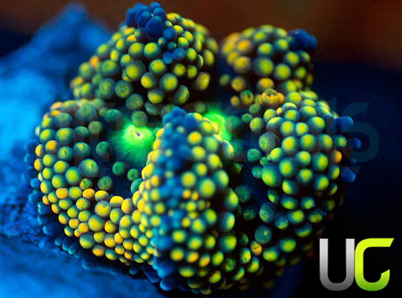 UC Mixed Metallic Ricordea Fl