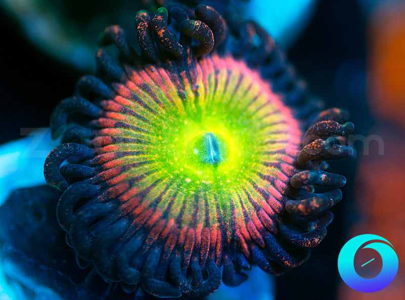 WWC Space Juice - XL Polyps