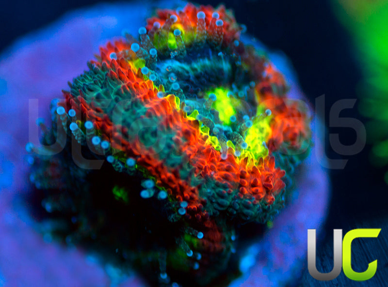 BigR Holy Grail Micro Amakusensis