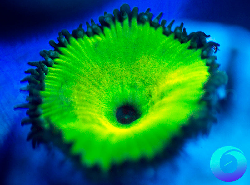 Lemon Lime Protopaly