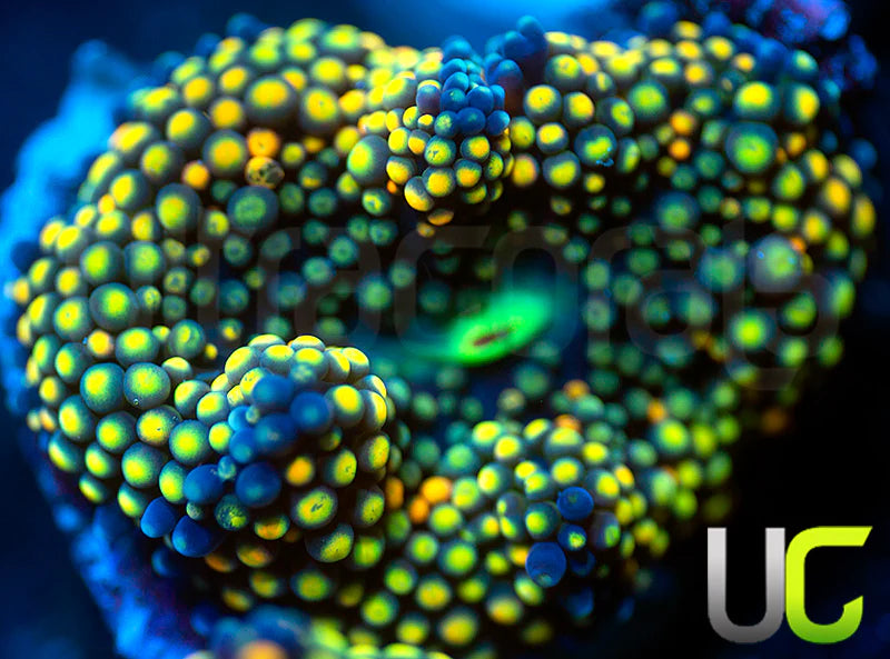 UC Mixed Metallic Ricordea Fl