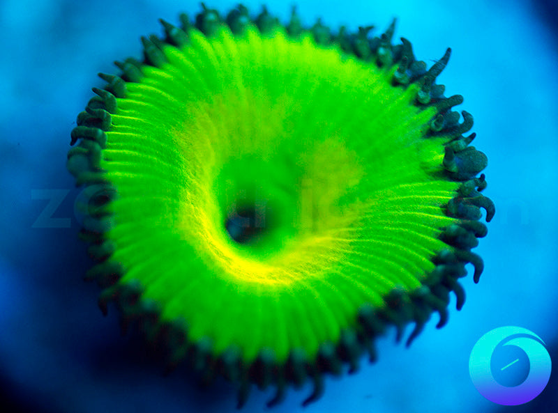 Lemon Lime Protopaly