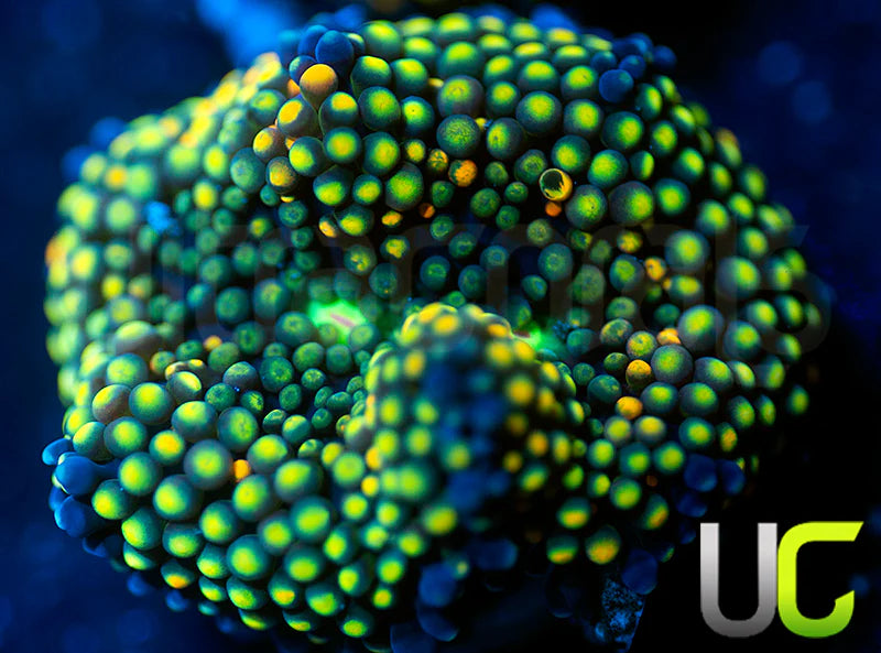 UC Mixed Metallic Ricordea Fl