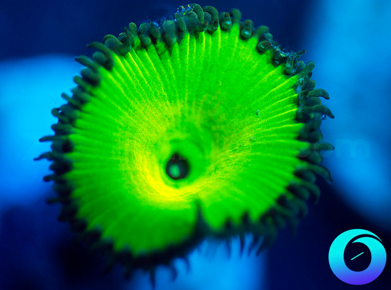 Lemon Lime Protopaly