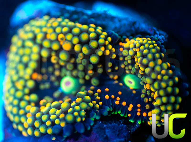 UC Mixed Metallic Ricordea Fl