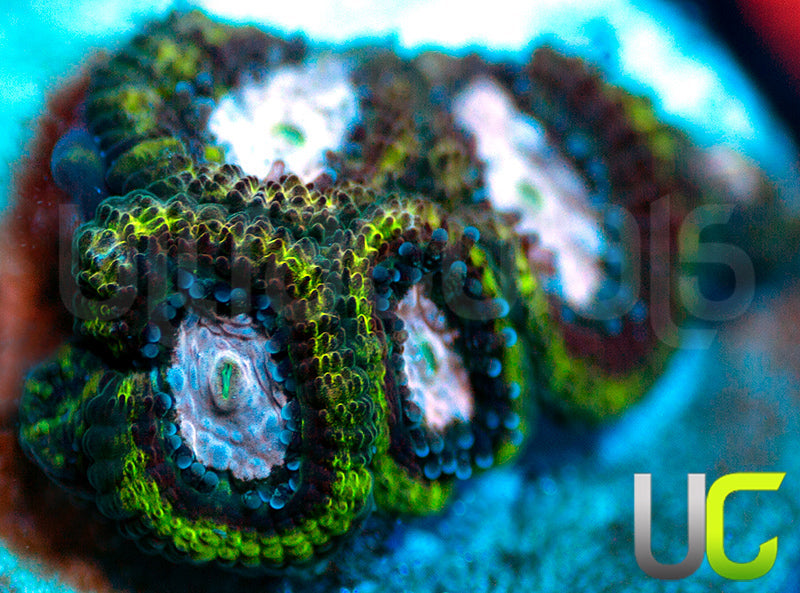 NEW RELEASE: UC Summons Micro Amakusensis