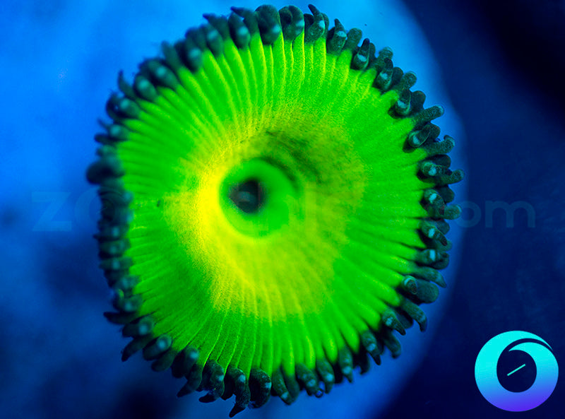 Lemon Lime Protopaly