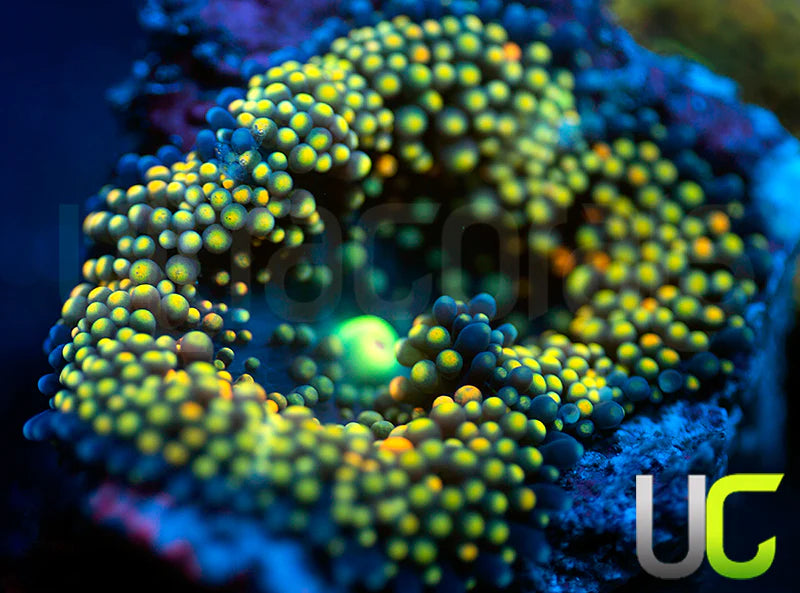 UC Mixed Metallic Ricordea Fl