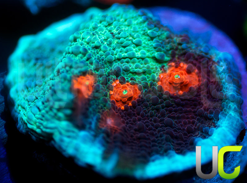 JF Hellspawn Chalice