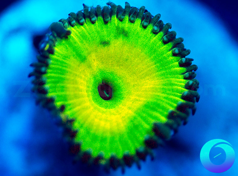 Lemon Lime Protopaly