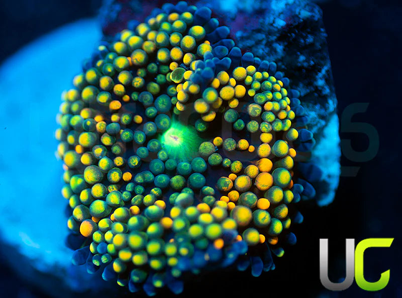 UC Mixed Metallic Ricordea Fl