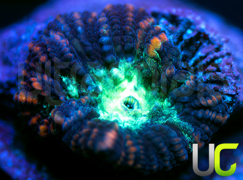 UC Hidden Dragon Favia