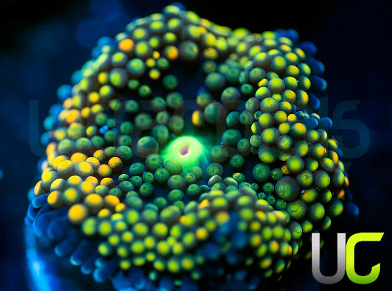 UC Mixed Metallic Ricordea Fl